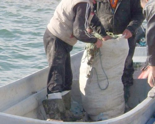 Tone de peşte, confiscate de poliţişti în Delta Dunării